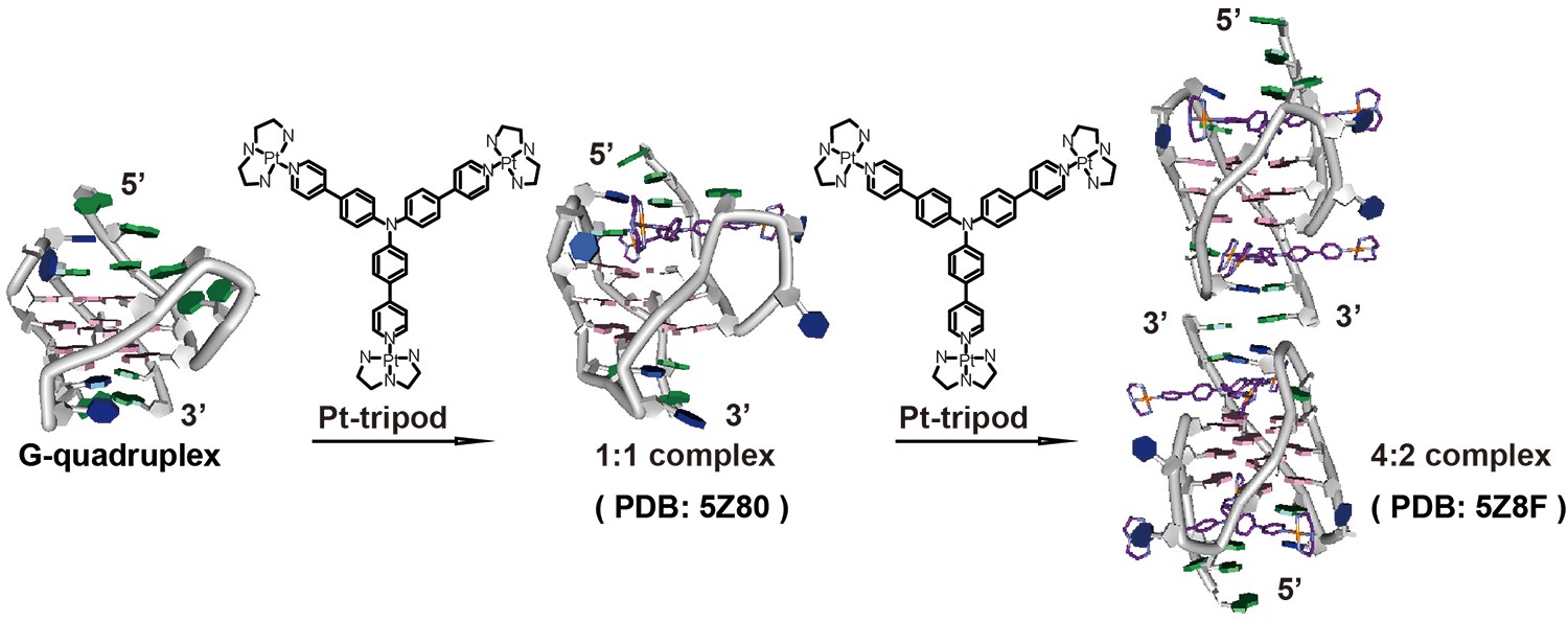 Pt-tripod与人体端粒G-四链体Tel26的动态结合，Pt-tripod逐步诱导Tel26形成1：1与4：2 Pt-tripod-Tel26的复合物结构