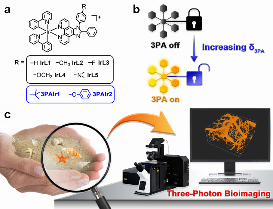 图1. 三光子磷光铱(III)配合物的设计及生物成像示意图